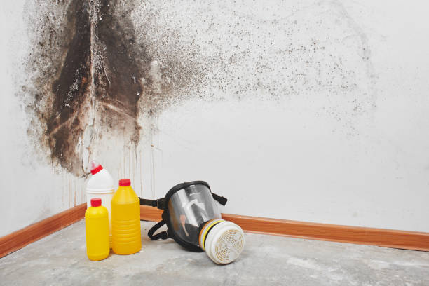 Best Black Mold Removal  in Sea Girt, NJ