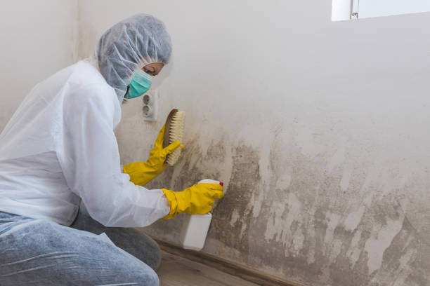 Best Office Mold Removal Services  in Sea Girt, NJ