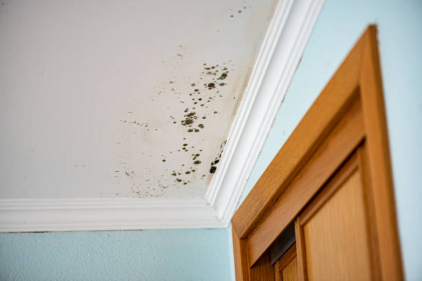 Best Residential Mold Removal  in Sea Girt, NJ
