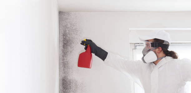 Best Office Mold Removal Services  in Sea Girt, NJ