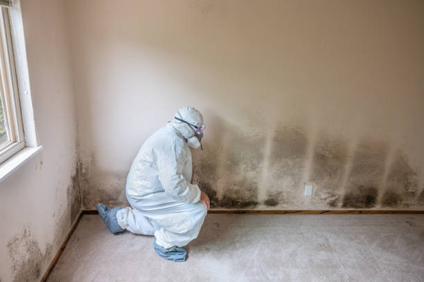 Mold Testing and Removal in Sea Girt, NJ