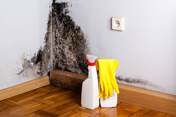 Best Mold Cleaning Services  in Sea Girt, NJ