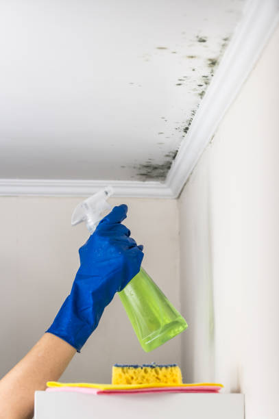 Best Crawl Space Mold Removal  in Sea Girt, NJ